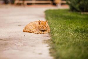 Cute ginger color tabby cat running in tall green grass. Home pet in wild nature environment photo