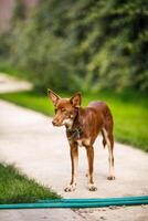 Australian Kelpie puppy outside in the yard on the green lawn photo