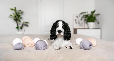 Charming Spaniel Puppy Amused by Woolen Threads on Soft Bed photo