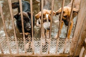 An unhappy homeless dog is in a filthy kennel at the shelter, gazing mournfully photo