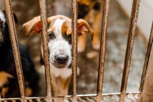 An unfortunate homeless dog stays in a dirty crate at the shelter, watching sadly photo