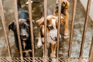 An unhappy homeless dog is in a filthy kennel at the shelter, gazing mournfully photo