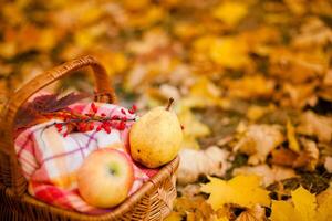 Red and yellow apples and pea in the basket - Autumn at the rural garden photo