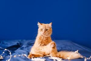 A ginger fluffy cat sits on the bed and washes on a blue background with a Christmas garland. photo