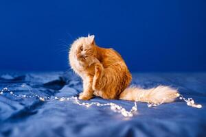A ginger fluffy cat sits on the bed and washes on a blue background with a Christmas garland. photo