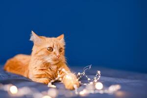 A red, fluffy domestic cat lies on a bed against a blue background photo