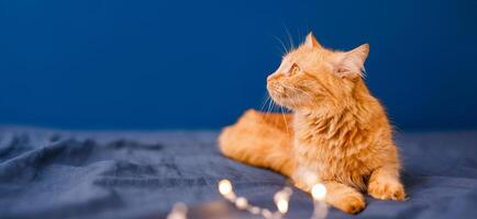 Cute ginger cat lying in bed. Fluffy pet comfortably settled to sleep. Cozy home background with funny pet photo
