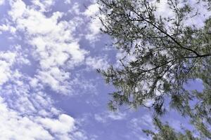 Pine tree and sky background,beautiful nature photo