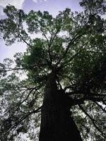 Big tree with old trunk and green leaves plenty around and bright sky photo