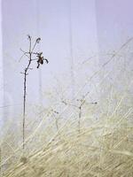 Dried grass,light brown color,reflection of sunlight shining around,beauty nature,vintage style, photo