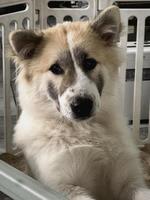 Young dog in cage,his eyes with suspicious lookThere are questions in the eyes. photo