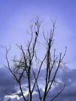 Old and dried branch tree with sky background in the evening photo