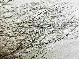 Closeup hair texture.three tone from black to brown and white color photo