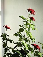 Red Baccara Rose plant,very rich color petal contrast with green leaf and stem,beautiful flower photo