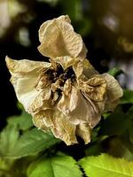 Withered rose with brown petal and pollen, photo