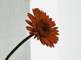 Gerbera flower,fresh red petals and black pollen,with green stem. leans its branch to the right. photo