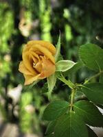 The mutation of Yellow Mustrard Rose from hot weather,Crinkled petals, photo