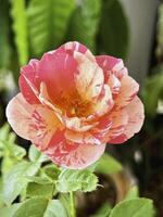 Neil Diamond rose plant,deep pink color with stripe petals, photo