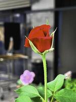 Red Baccara Rose plant,very rich color petal contrast with green leaf and stem, photo