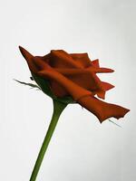 Red Baccara Rose plant,very rich color petal contrast with green leaf and stem, photo