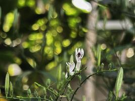 Small flower of Kariyat plant or Andrographis paniculata.green leaves.healthy herb, photo
