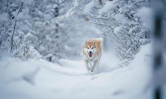 A dog is running through the snow in a forest photo