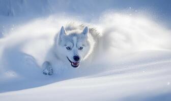 A white dog is running through the snow, leaving a trail of paw prints behind it photo