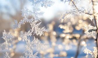 A close up of a tree branch covered in frost photo