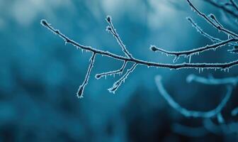 A branch covered in frost and ice photo