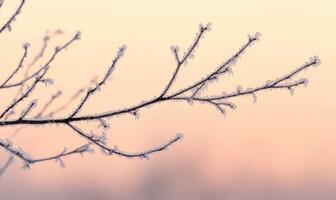 A branch of a tree covered in frost photo