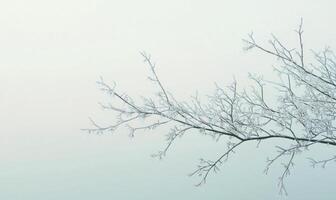 A tree branch covered in frost and snow photo