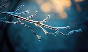 A branch covered in frost and snow photo