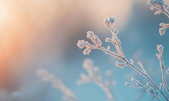 A close up of a branch covered in frost photo