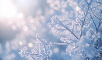 A close up of a branch covered in frost photo