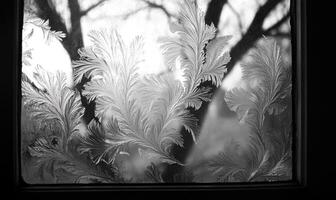 A window with frosted glass and a tree in the background photo
