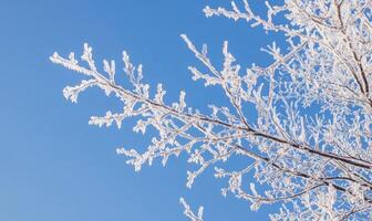 A tree branch covered in frost and snow photo