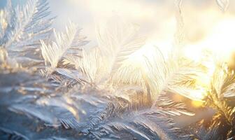 A close up of a frosty branch with a sun shining through it photo