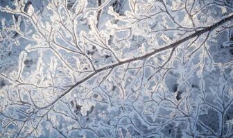 A branch covered in frost and snow photo