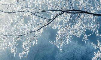 A branch covered in snow is shown in a blue sky photo