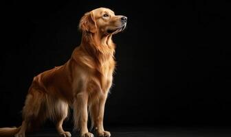 A brown dog is standing on a black background photo