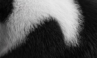 A close up of a cat's fur with a black and white pattern photo