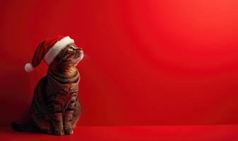 a cat sitting calmly in a Santa hat, red background, empty space on the right side photo