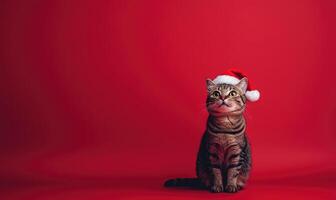 a cat sitting calmly in a Santa hat, red background, empty space on the right side photo