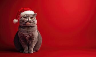 a cat sitting calmly in a Santa hat, red background, empty space on the right side photo