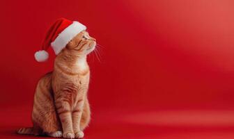 a cat sitting calmly in a Santa hat, red background, empty space on the right side photo