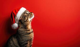 a cat sitting calmly in a Santa hat, red background, empty space on the right side photo
