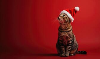 a cat sitting calmly in a Santa hat, red background, empty space on the right side photo
