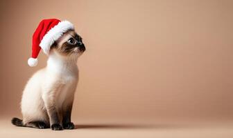 a curious cat in a Santa hat sitting with empty space on the right, soft beige background photo