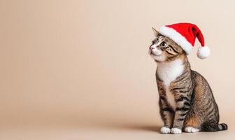 a curious cat in a Santa hat sitting with empty space on the right, soft beige background photo