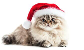 a Persian cat wearing a Santa hat, fluffy and relaxed, white background, empty space on the left photo